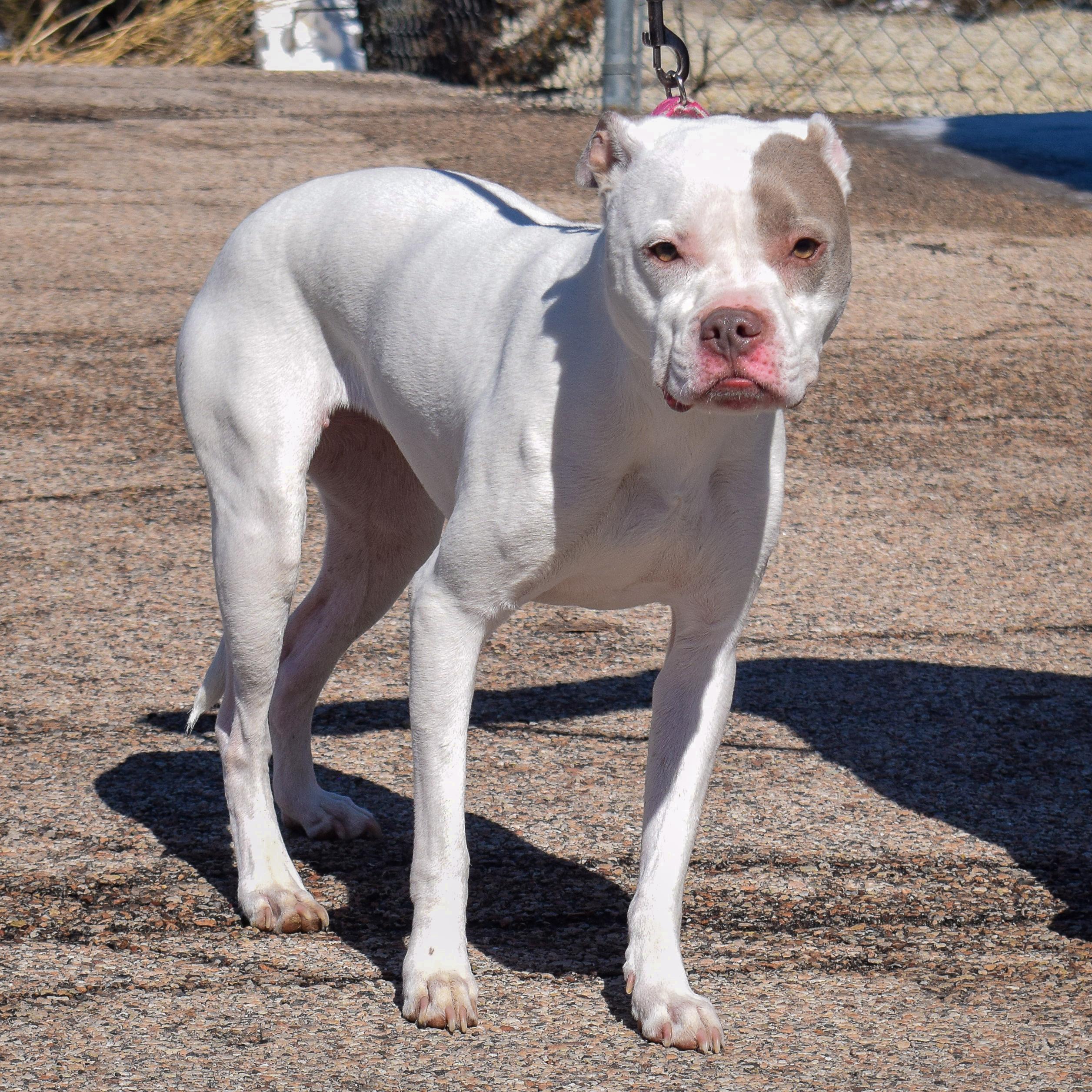 Enlarge Iris, a Adoptable mixed breed in Huntley, IL image 3/3