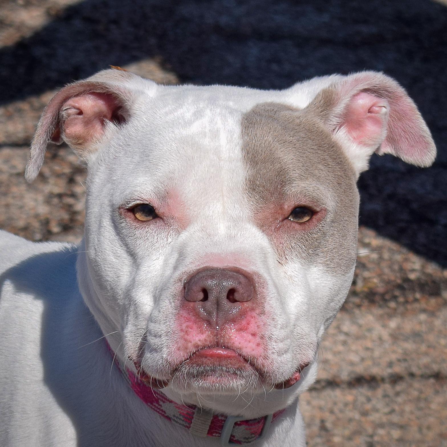 Enlarge Iris, a Adoptable mixed breed in Huntley, IL image 1/3