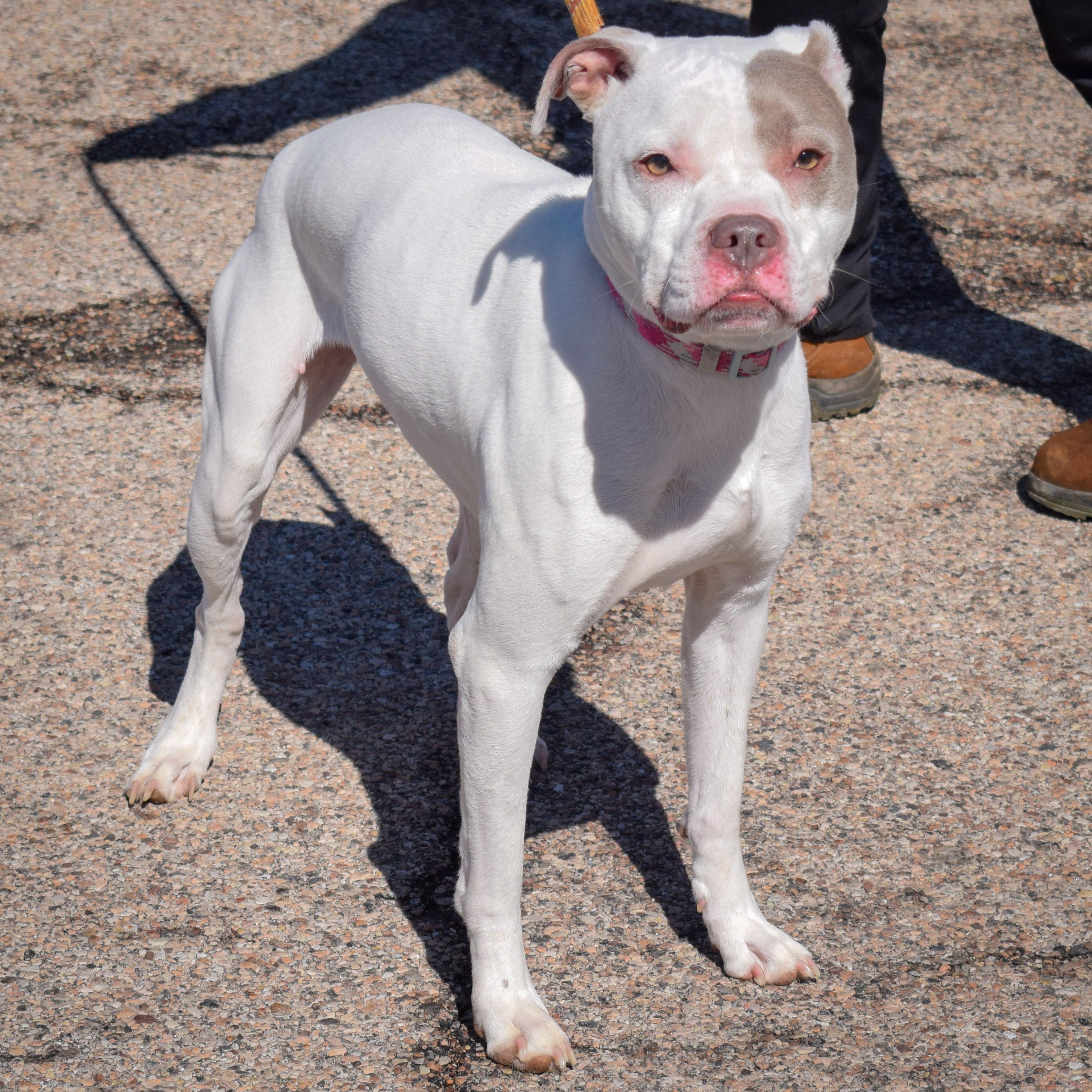 Enlarge Iris, a Adoptable mixed breed in Huntley, IL image 2/3