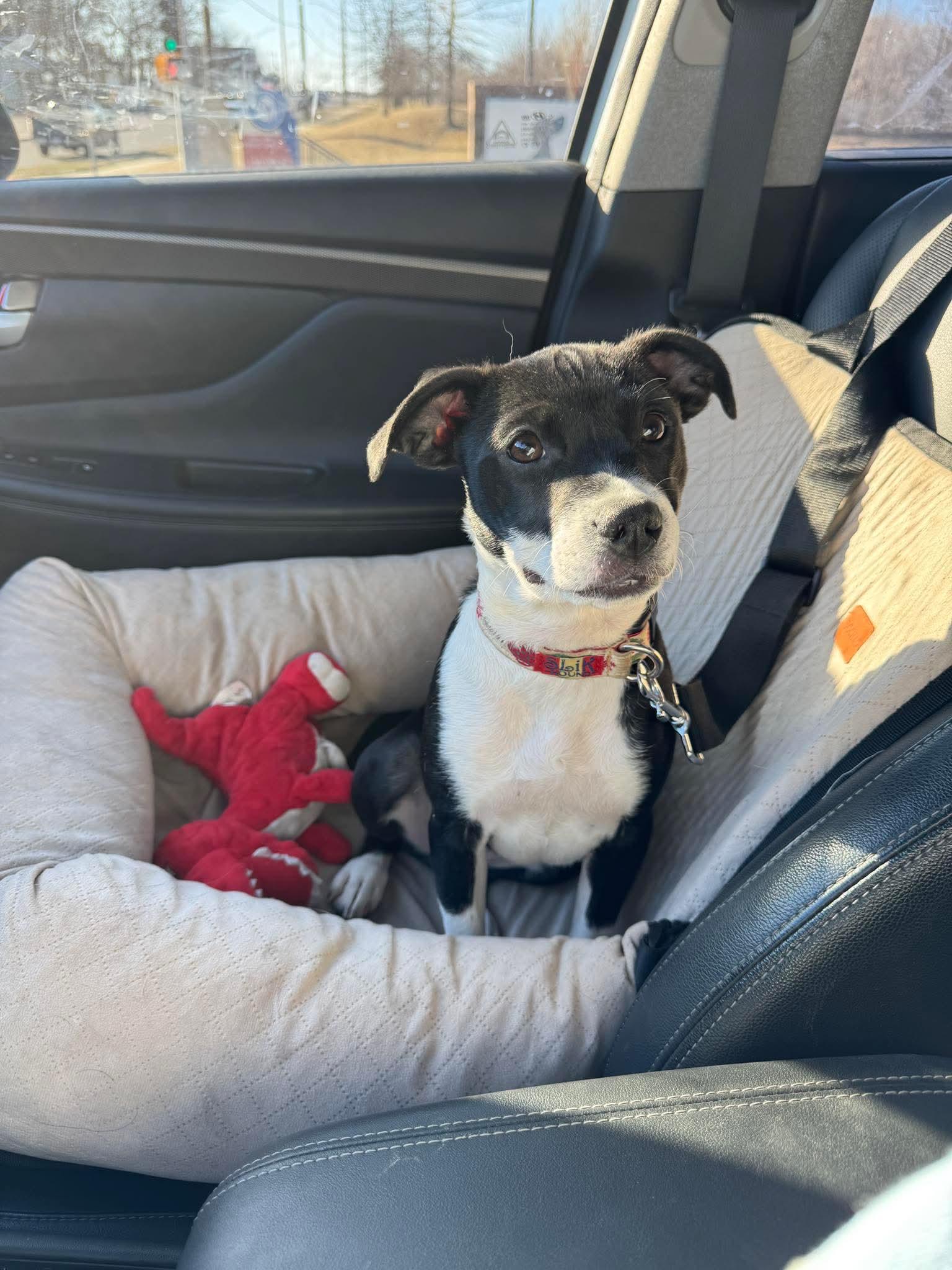 Enlarge Maggie, a Adopted Boston Terrier in Merriam, KS image 1/3