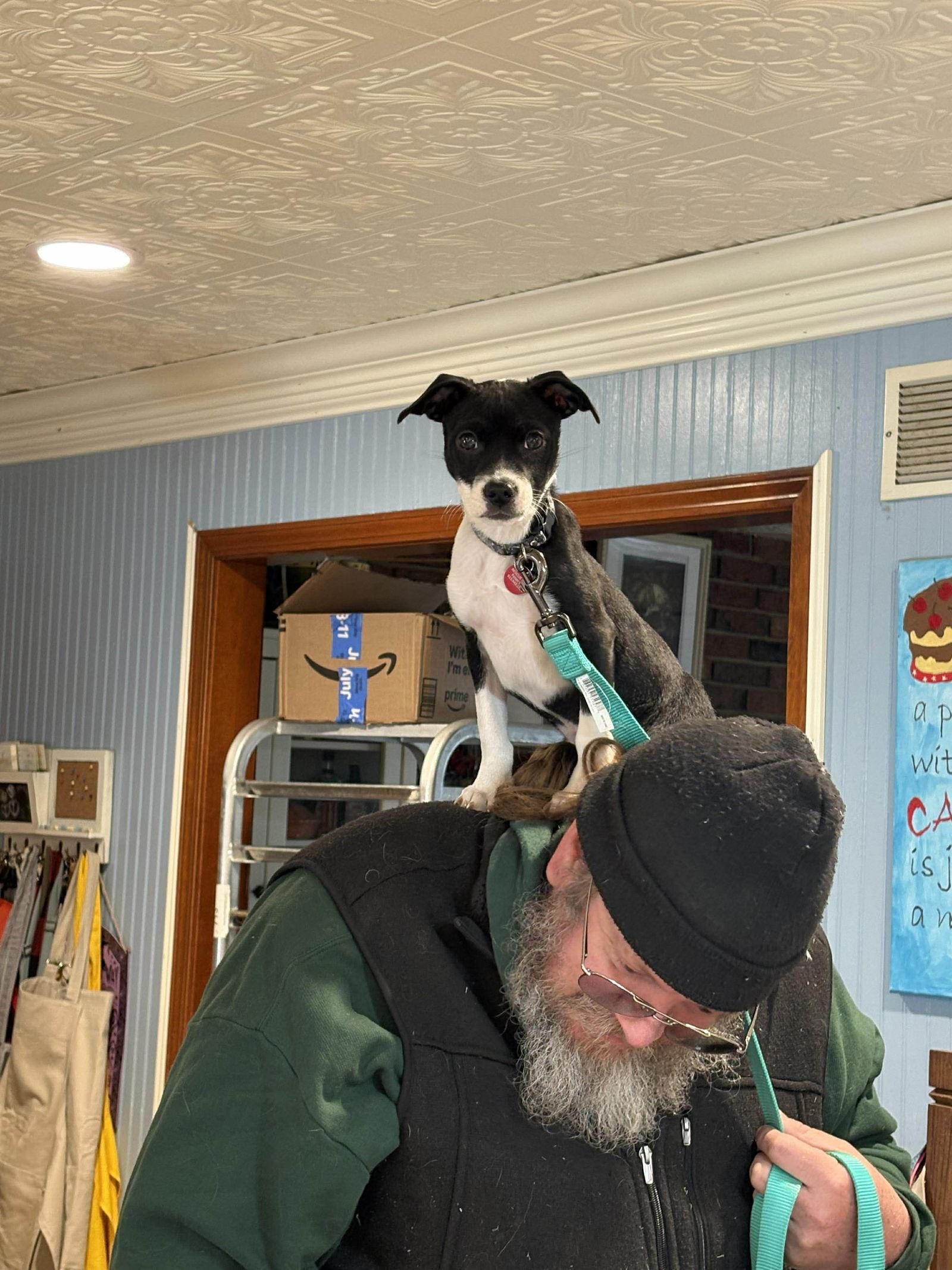 Enlarge Maggie, a Adopted Boston Terrier in Merriam, KS image 3/3