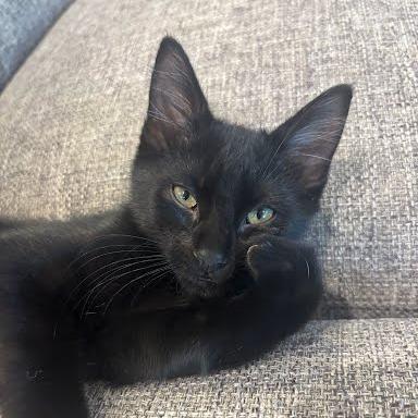 Travis, Adoptable, Kitten Male Domestic Short Hair.