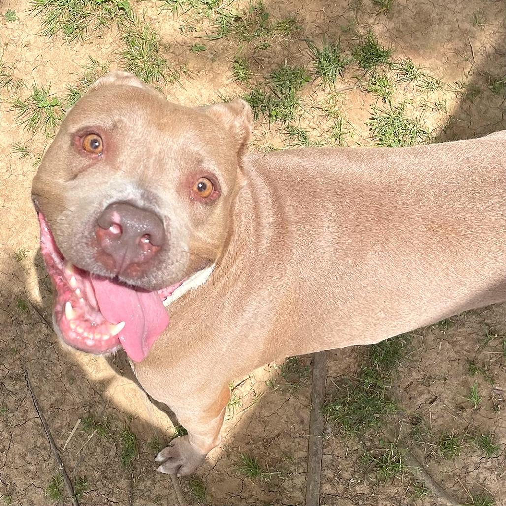 Alli, Adoptable, Adult Female Mixed Breed.