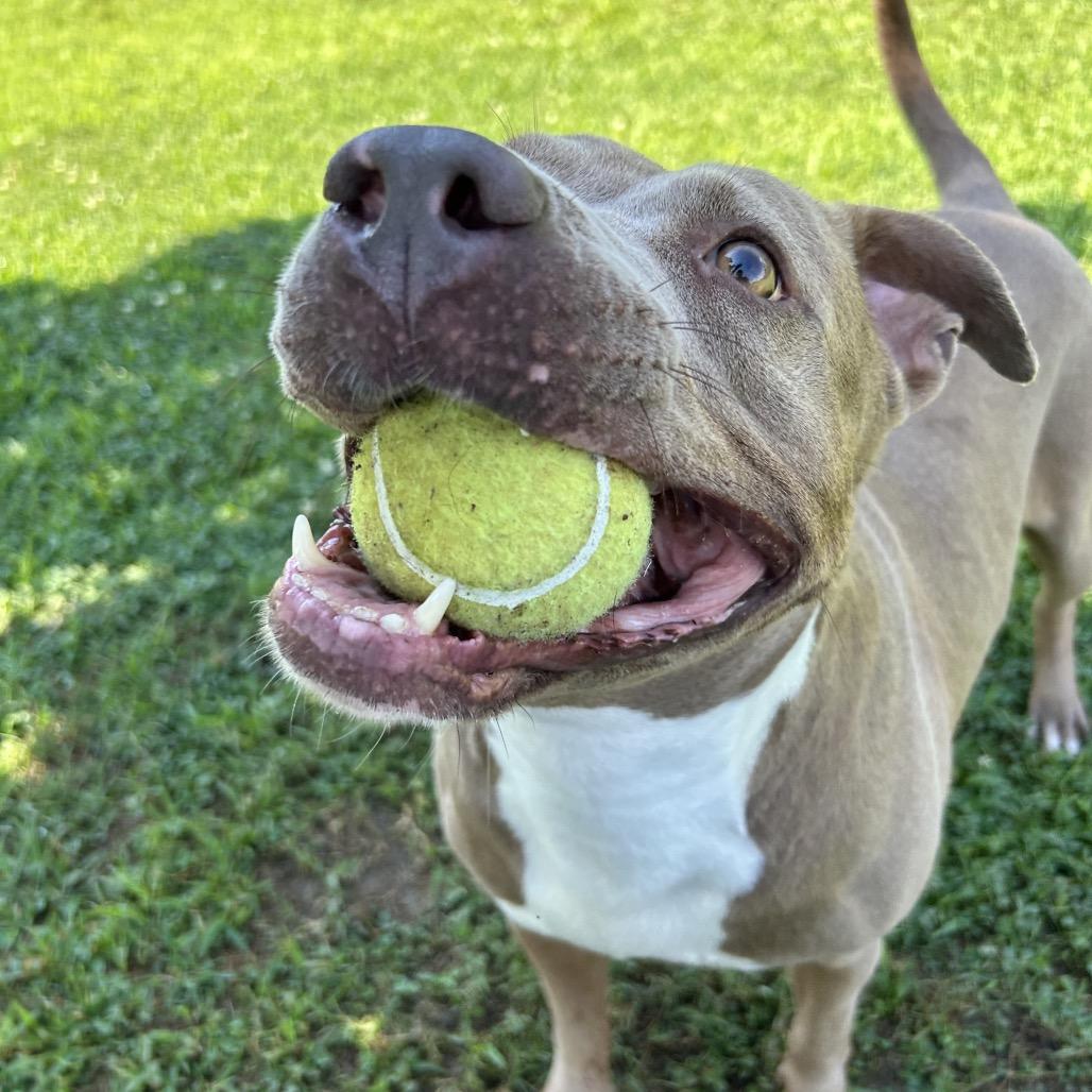Alli, Adoptable, Adult Female Mixed Breed.