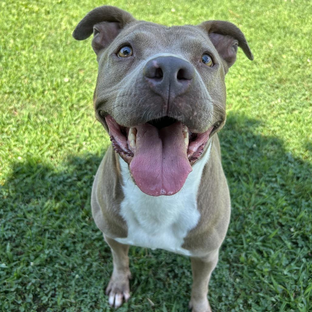 Enlarge Alli, a Adoptable Mixed Breed in Chattanooga, TN image 2/5