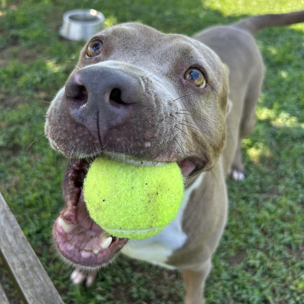 Enlarge Alli, a Adoptable Mixed Breed in Chattanooga, TN image 3/5