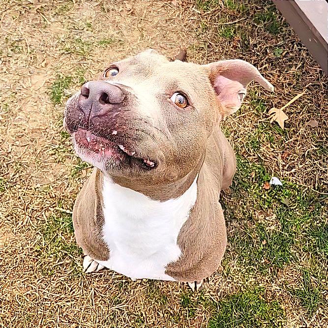 Enlarge Alli, a Adoptable Mixed Breed in Chattanooga, TN image 1/4