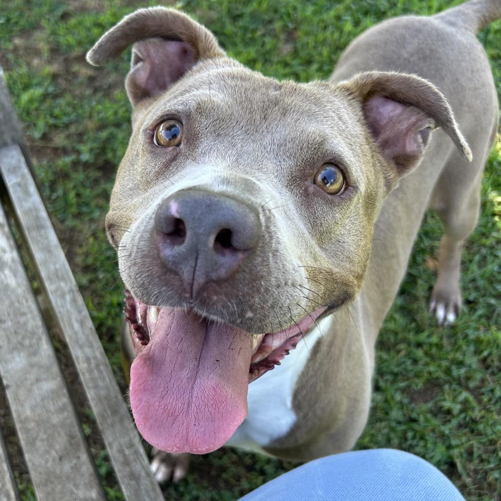 Enlarge Alli, a Adoptable Mixed Breed in Chattanooga, TN image 4/5