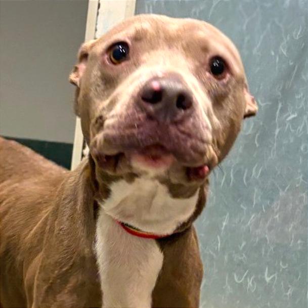 Alli — thumbnail 2