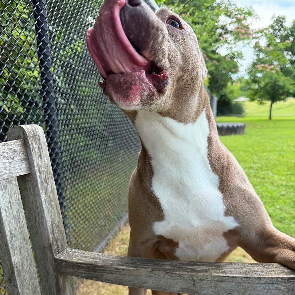 Enlarge Alli, a Adoptable Mixed Breed in Chattanooga, TN image 3/6