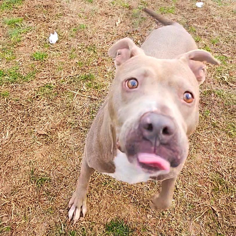 Enlarge Alli, a Adoptable Mixed Breed in Chattanooga, TN image 3/4