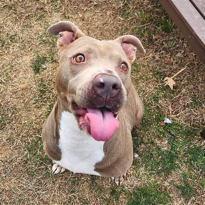 Enlarge Alli, a Adoptable Mixed Breed in Chattanooga, TN image 4/4