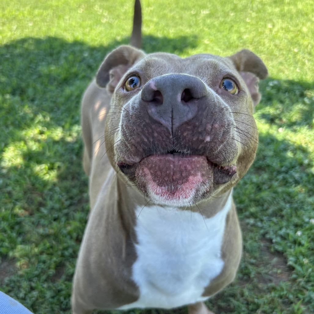 Enlarge Alli, a Adoptable Mixed Breed in Chattanooga, TN image 5/5