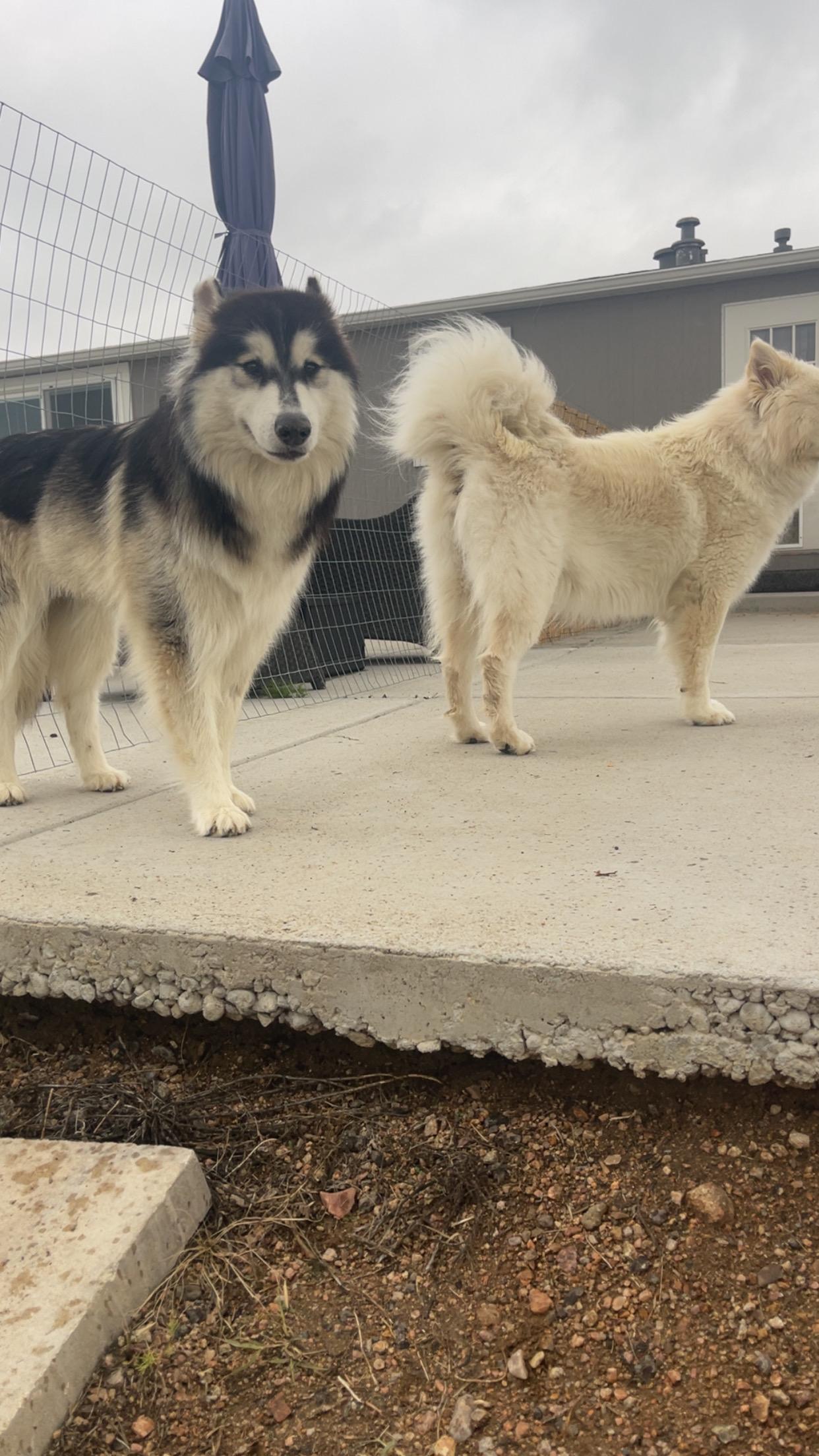 Enlarge Romeo & Juliet - BONDED PAIR NEED IMMEDIATE FOSTER, a Adoptable Husky in MONUMENT, CO image 4/5