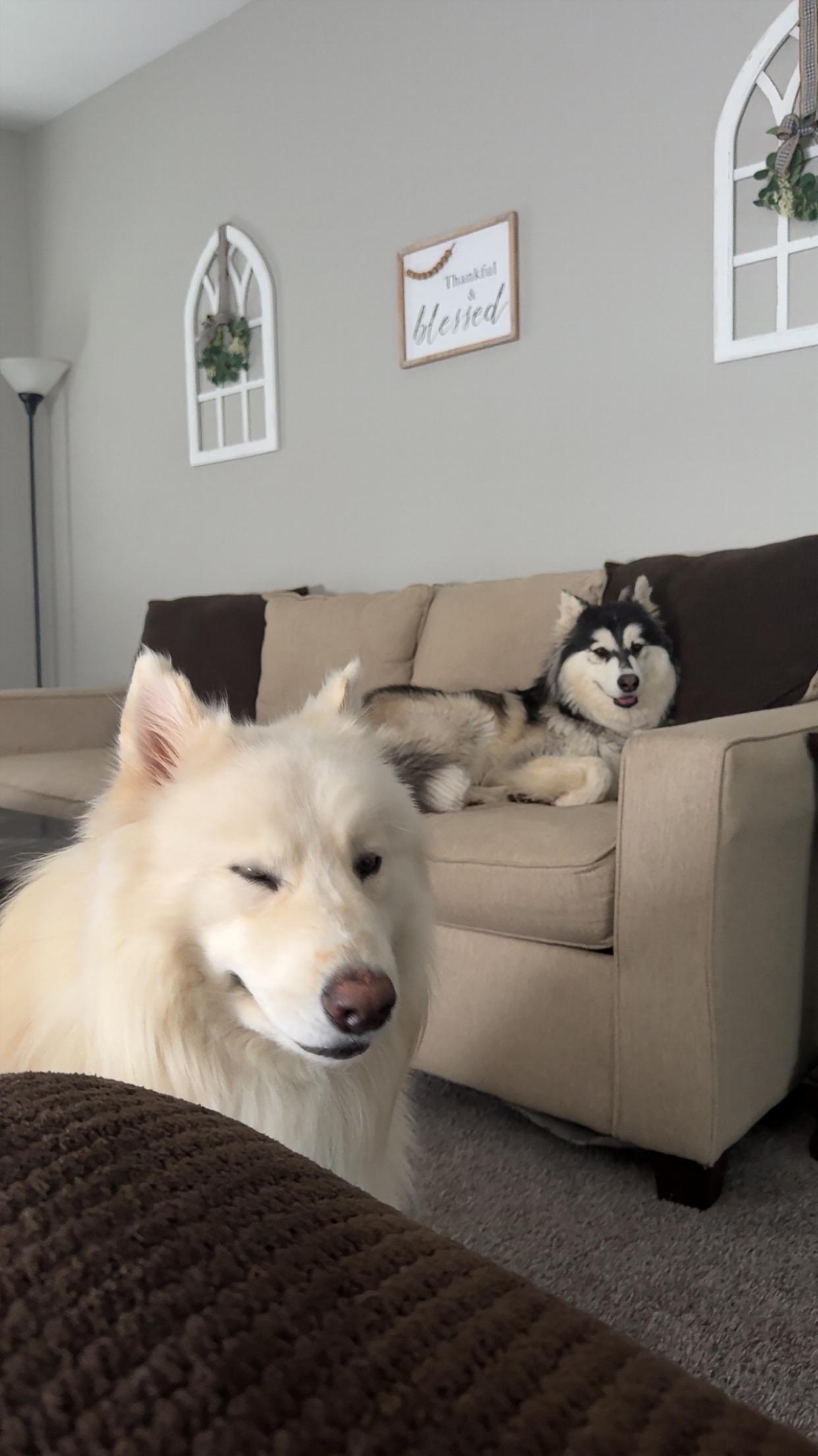 Enlarge Romeo & Juliet - BONDED PAIR NEED IMMEDIATE FOSTER, a Adoptable Husky in MONUMENT, CO image 3/5