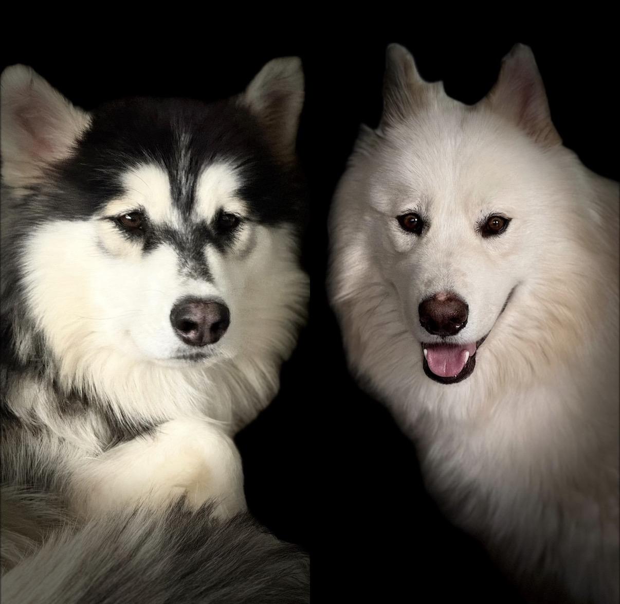 Romeo & Juliet - BONDED PAIR NEED IMMEDIATE FOSTER, Adoptable, Young Male Husky.