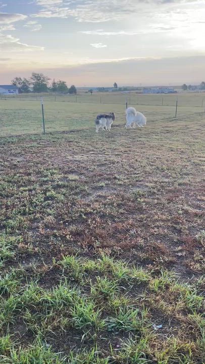 Enlarge Romeo & Juliet - BONDED PAIR NEED IMMEDIATE FOSTER, a Adoptable Husky in MONUMENT, CO video 5/5