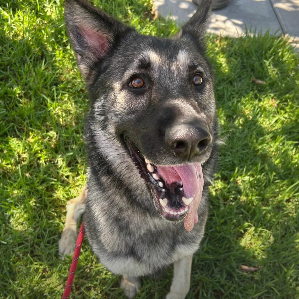 Zinia*, Adoptable, Adult Female Shepherd.