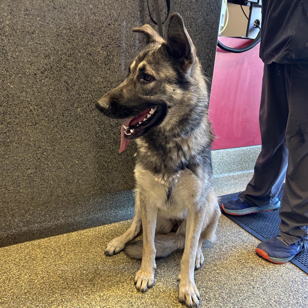 Zinia*, a Adoptable Shepherd in San Gabriel, CA image 2/4