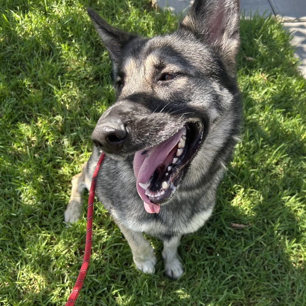 Zinia*, a Adoptable Shepherd in San Gabriel, CA image 3/4