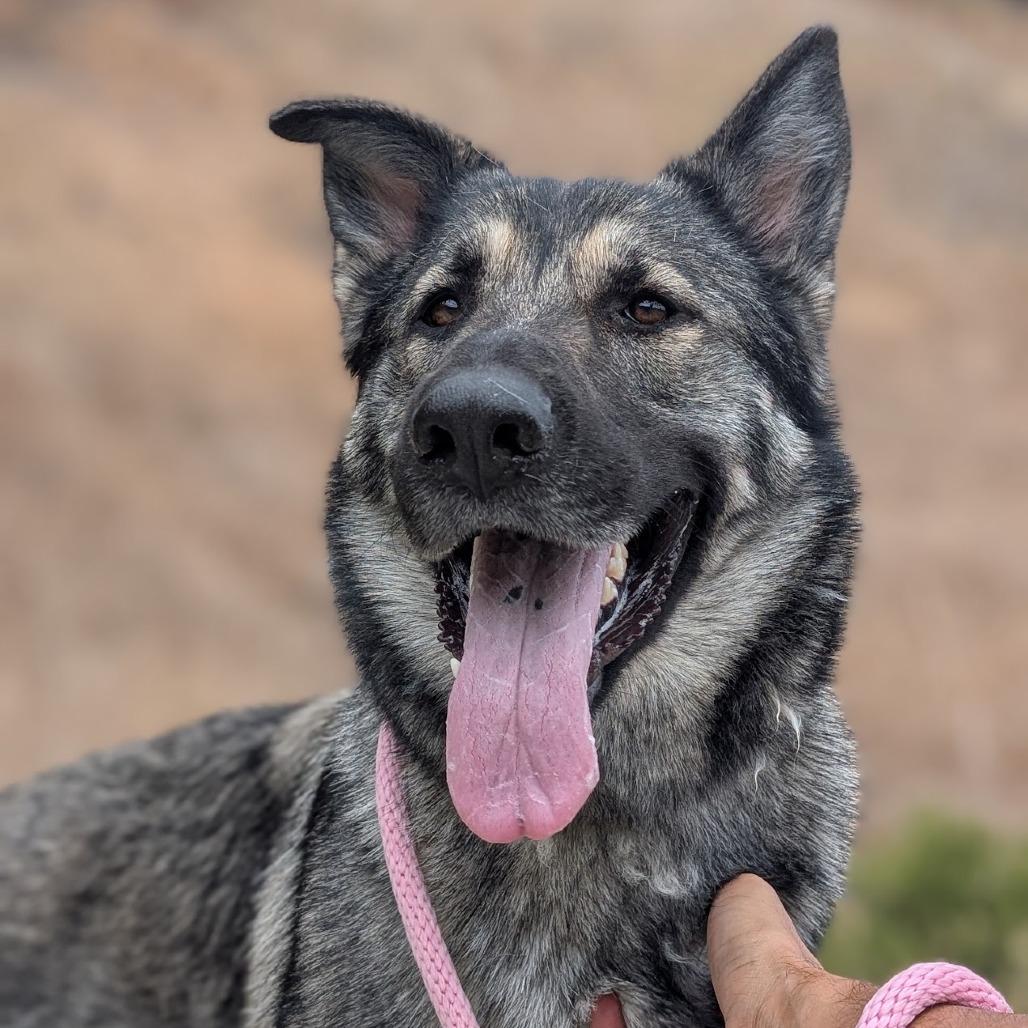 Zinia*, a Adoptable Shepherd in San Gabriel, CA image 4/4