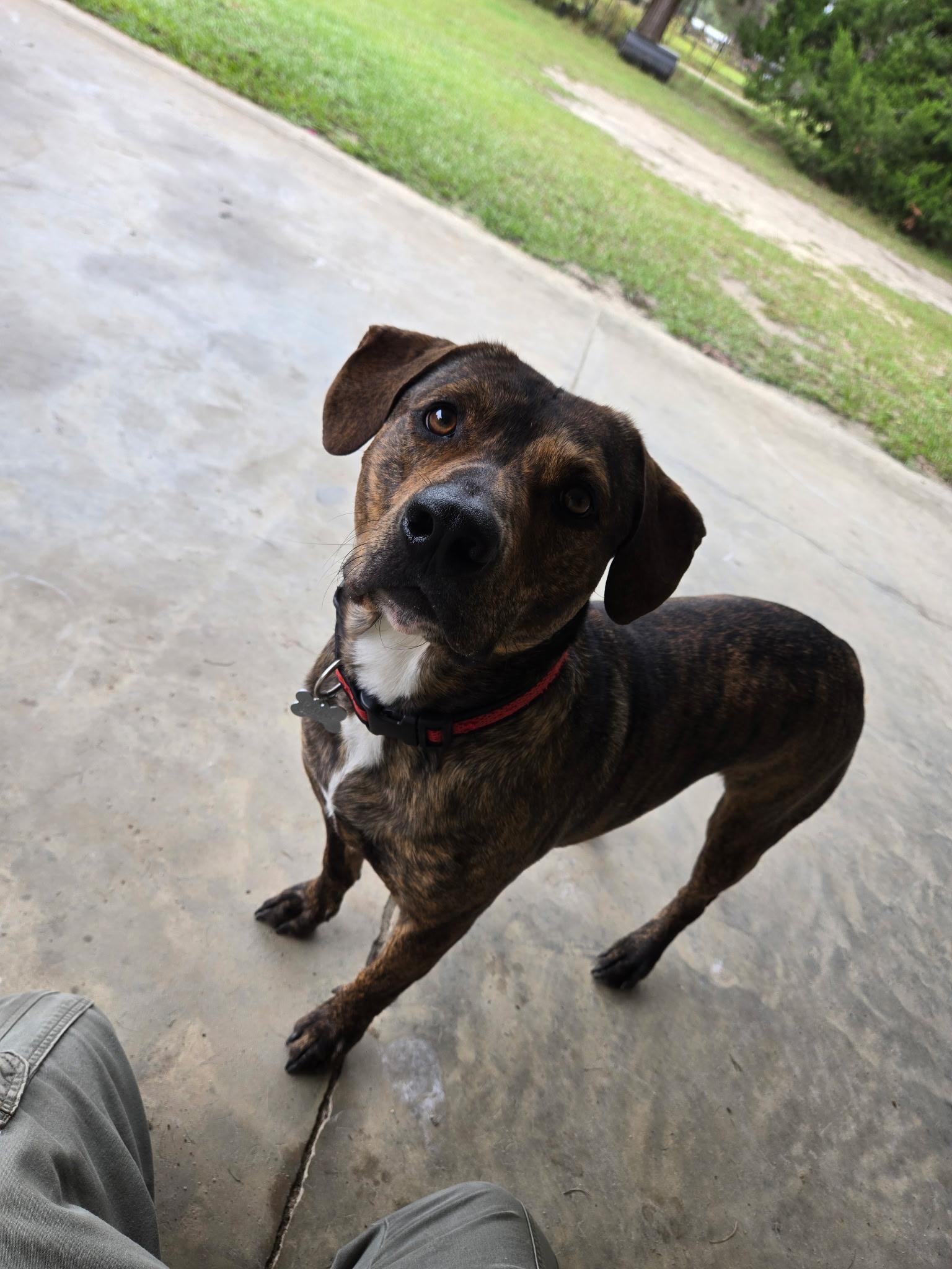 Blaze, Adoptable, Adult Male Tennessee Treeing Brindle.