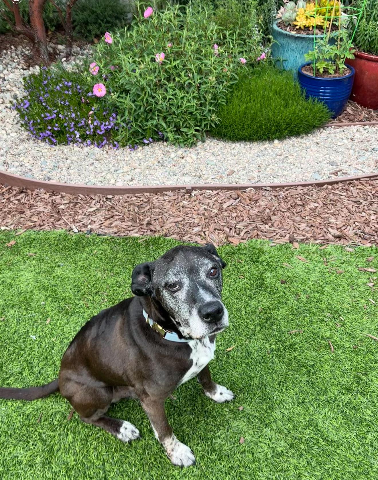 Brewster, Adoptable, Senior Male Labrador Retriever.