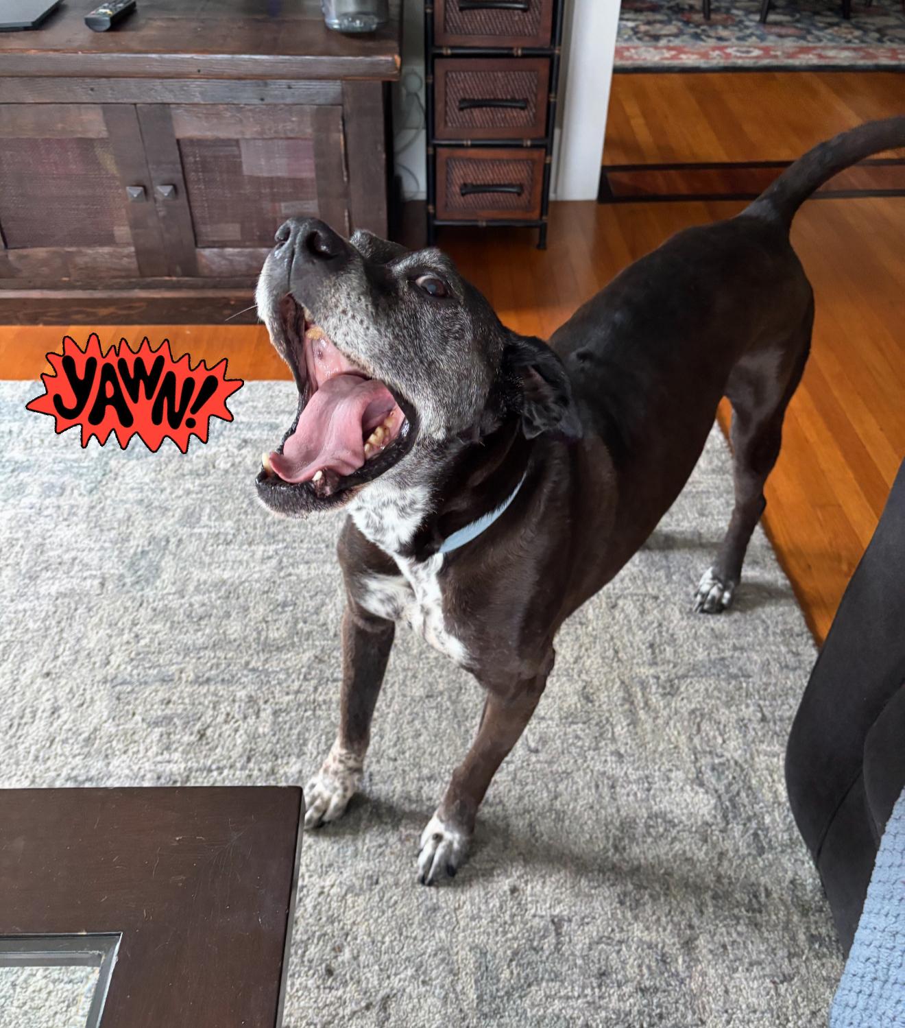 Enlarge Brewster, a Adoptable mixed breed in Mission Viejo, CA image 4/5