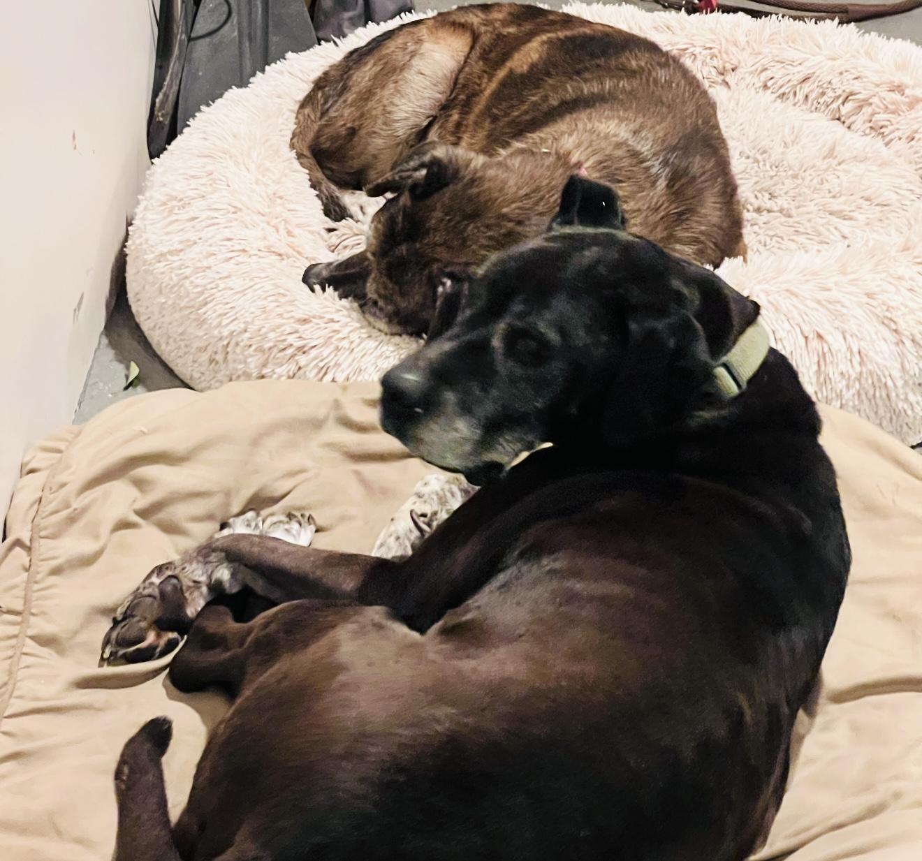 Enlarge Brewster, a Adoptable mixed breed in Mission Viejo, CA image 5/5