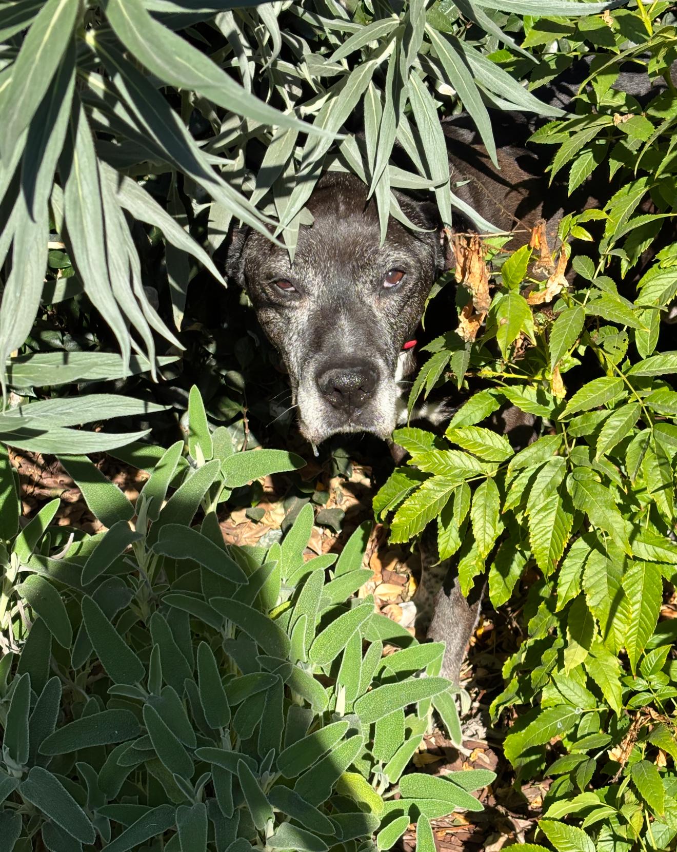 Enlarge Brewster, a Adoptable mixed breed in Mission Viejo, CA image 2/5