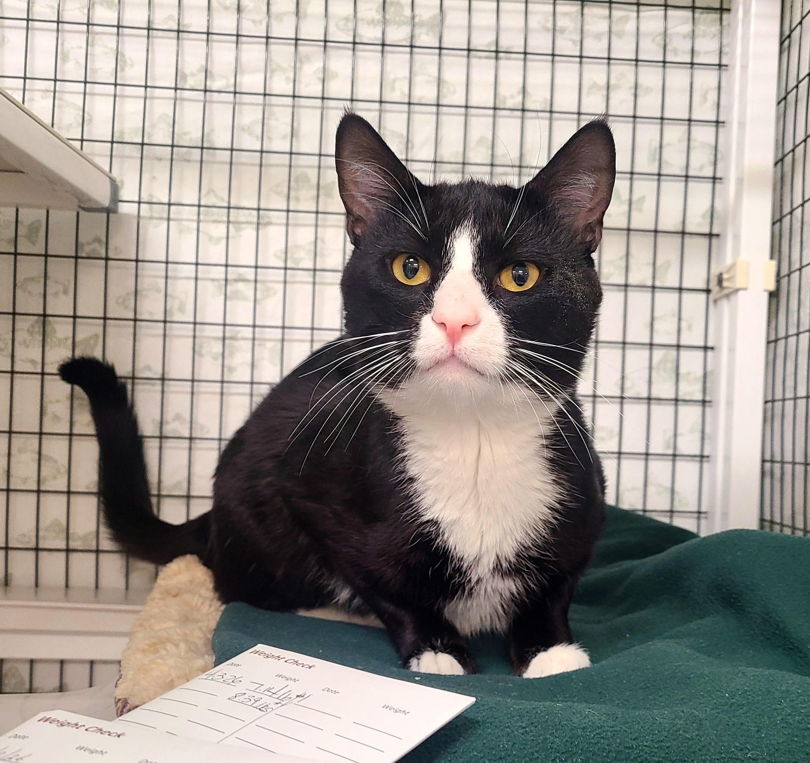 Enlarge Trip, an adopted Domestic Short Hair in Kirkland, WA image 1/1