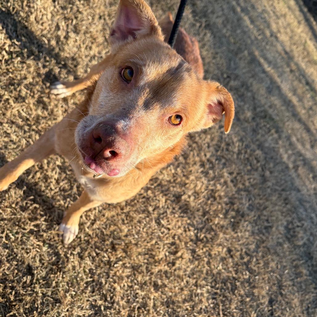Red Lobster, Adoptable, Adult Male Mixed Breed.