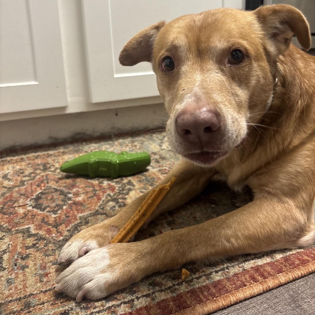 Enlarge Red Lobster, a Adoptable Mixed Breed in Pauls Valley, OK image 3/6
