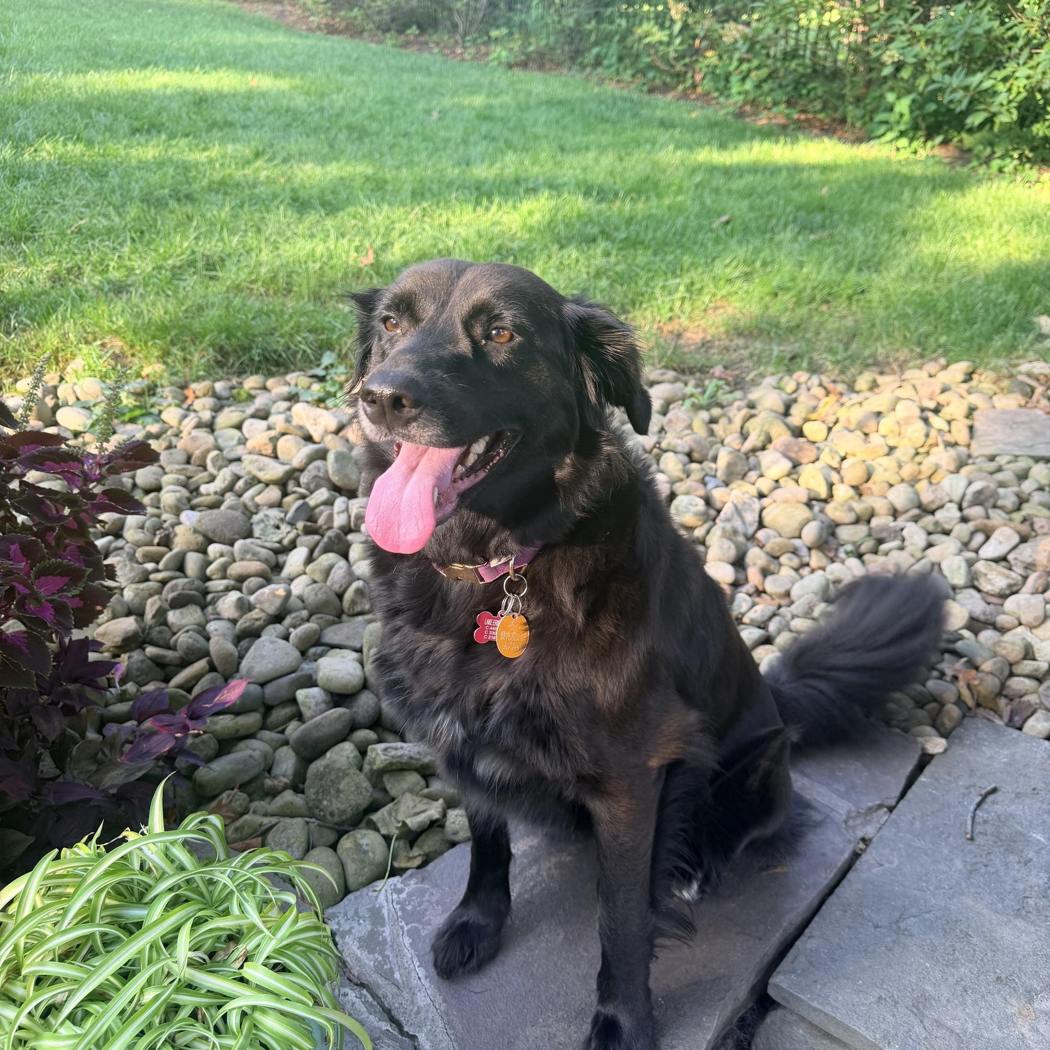 Enlarge Leelah, a Adopted mixed breed in Medina, OH image 1/6