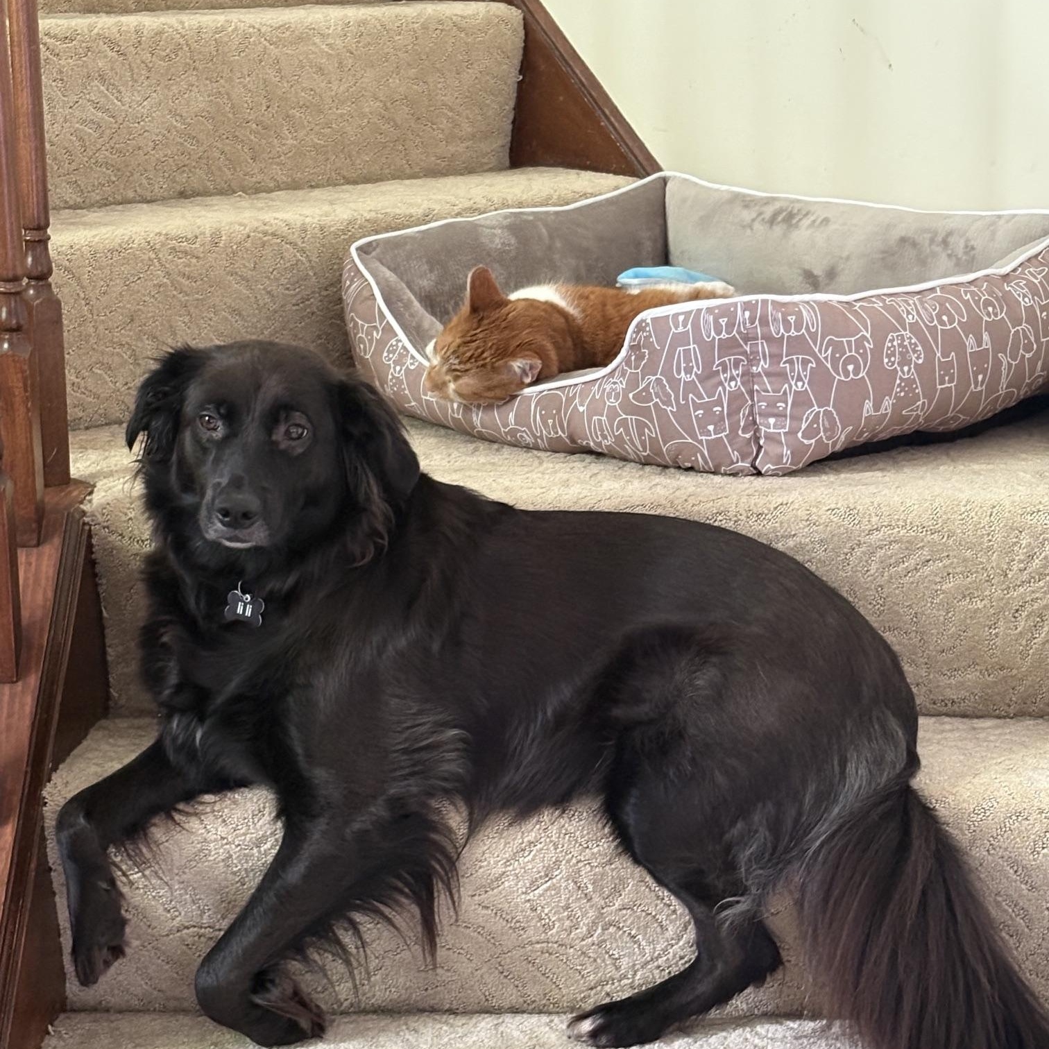 Enlarge Leelah, a Adopted mixed breed in Medina, OH image 2/6