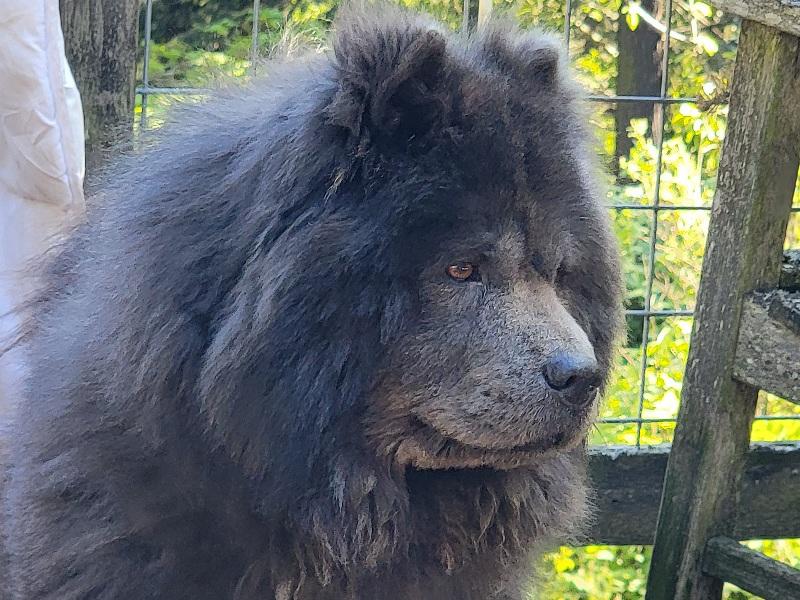 Enlarge MOMO, a ADOPTABLE Chow Chow in Eastsound, WA image 3/5