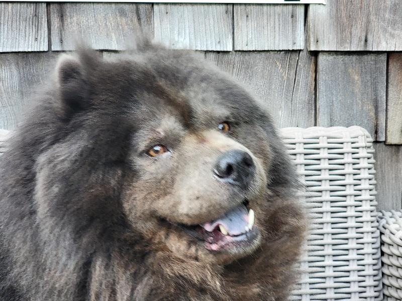 Enlarge MOMO, a ADOPTABLE Chow Chow in Eastsound, WA image 1/5