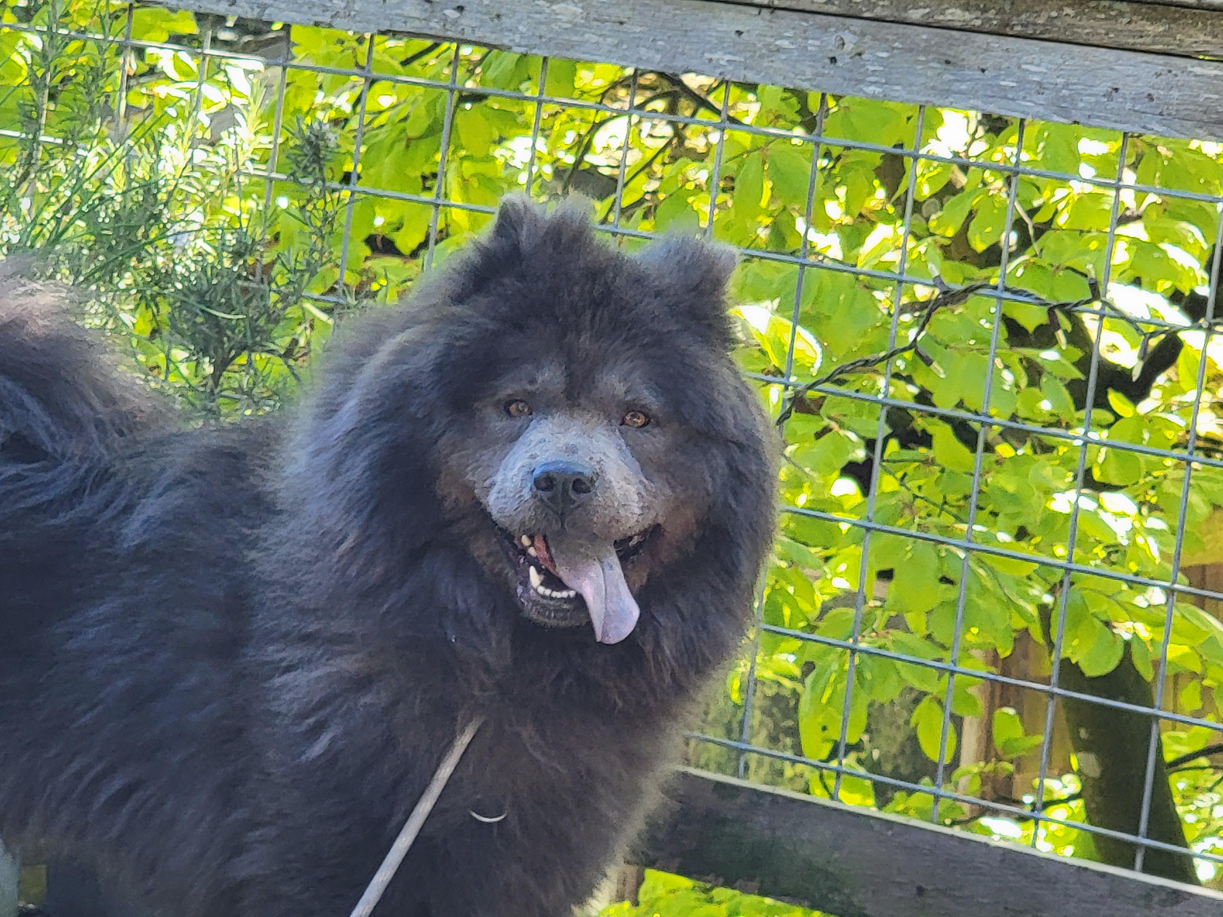 Enlarge MOMO, a ADOPTABLE Chow Chow in Eastsound, WA image 4/5