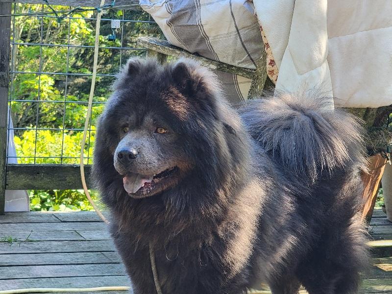 Enlarge MOMO, a ADOPTABLE Chow Chow in Eastsound, WA image 2/5