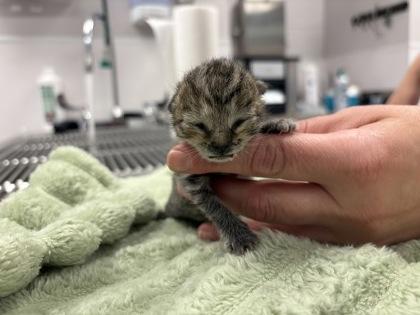 Freya Skye, Adoptable, Kitten Female Domestic Short Hair & Domestic Short Hair.