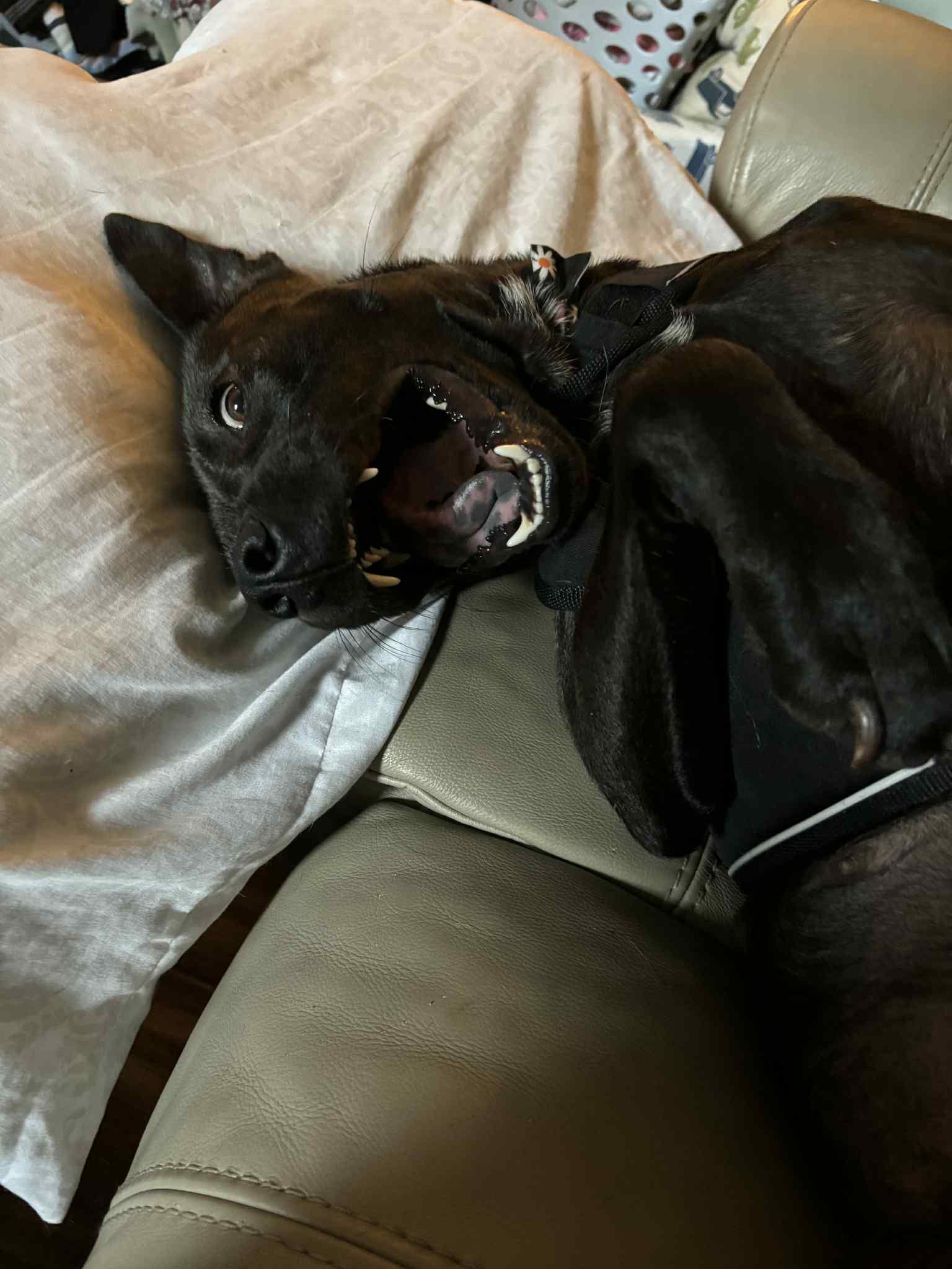 Valerie, a Adoptable mixed breed in Akron, OH image 5/6