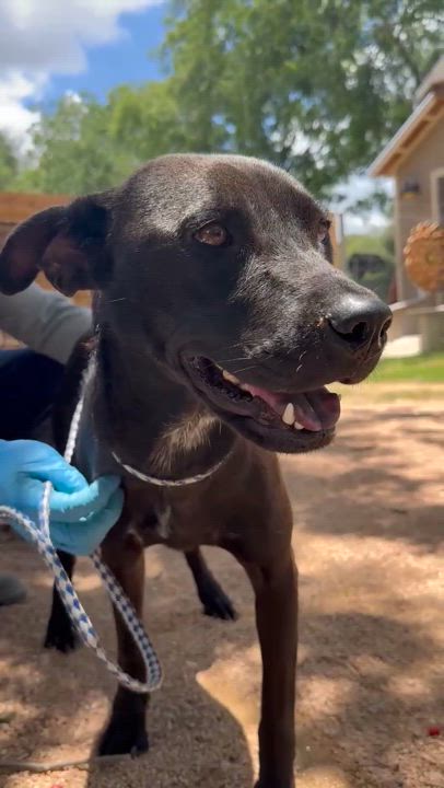 Enlarge Valerie, a Adoptable mixed breed in Akron, OH video 4/6