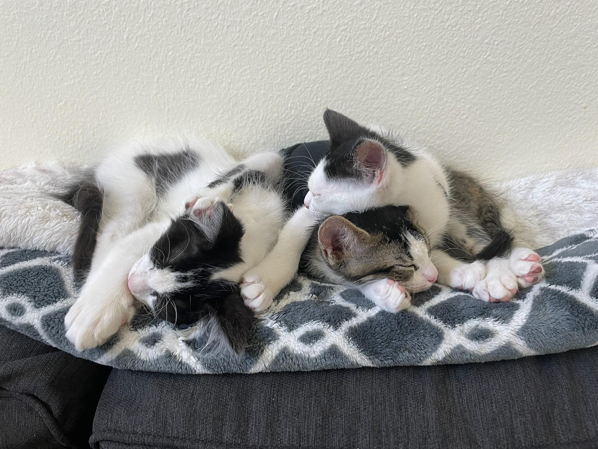 Enlarge Fig, a ADOPTABLE Domestic Short Hair in San Francisco, CA image 4/6