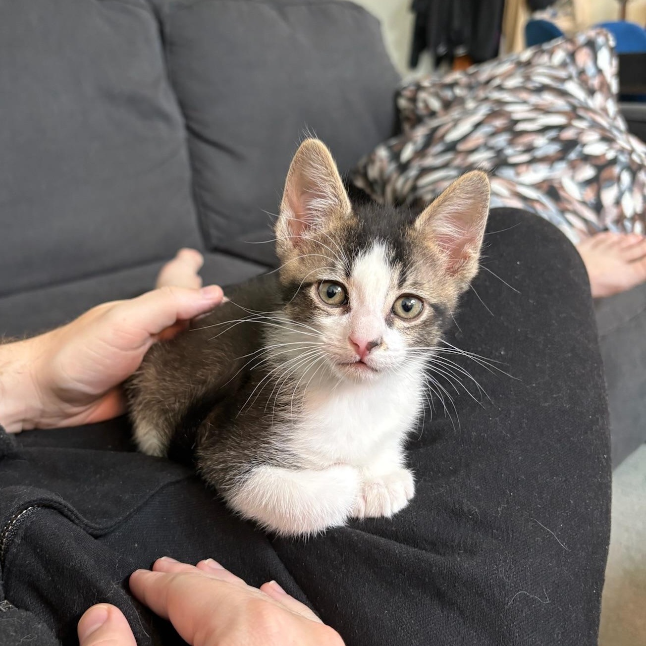 Fig, ADOPTABLE, Kitten Male Domestic Short Hair.