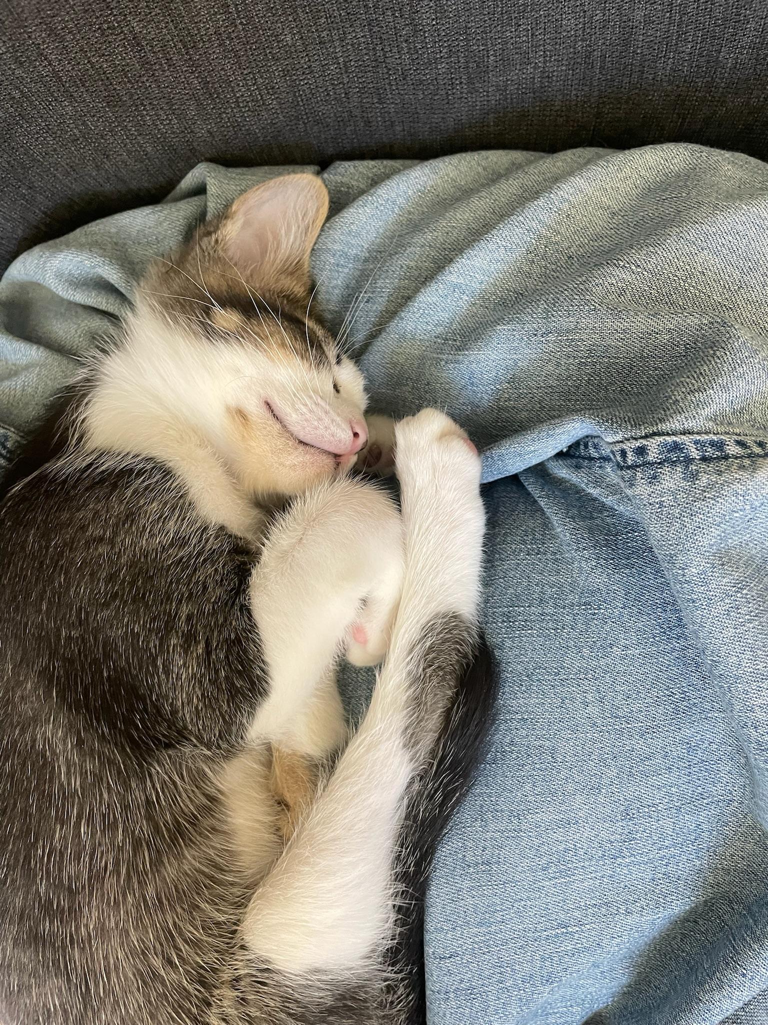 Enlarge Fig, a ADOPTABLE Domestic Short Hair in San Francisco, CA image 5/6