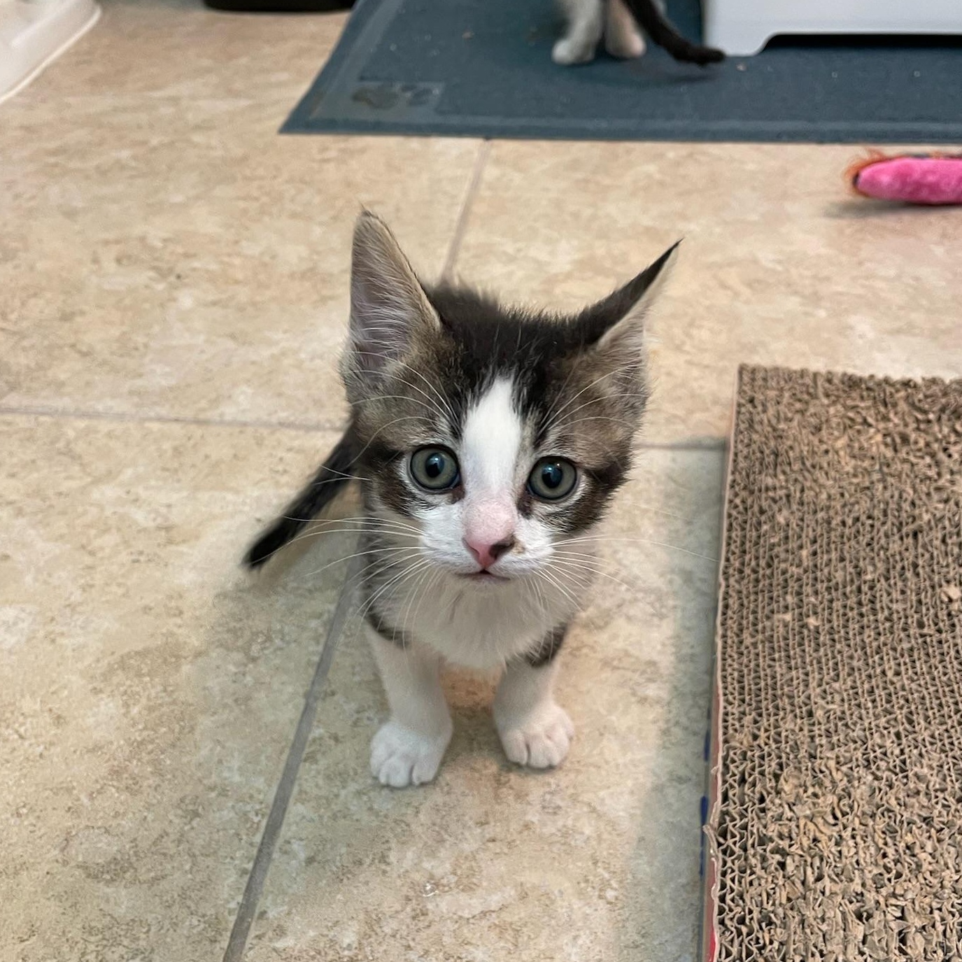 Enlarge Fig, a ADOPTABLE Domestic Short Hair in San Francisco, CA image 2/6