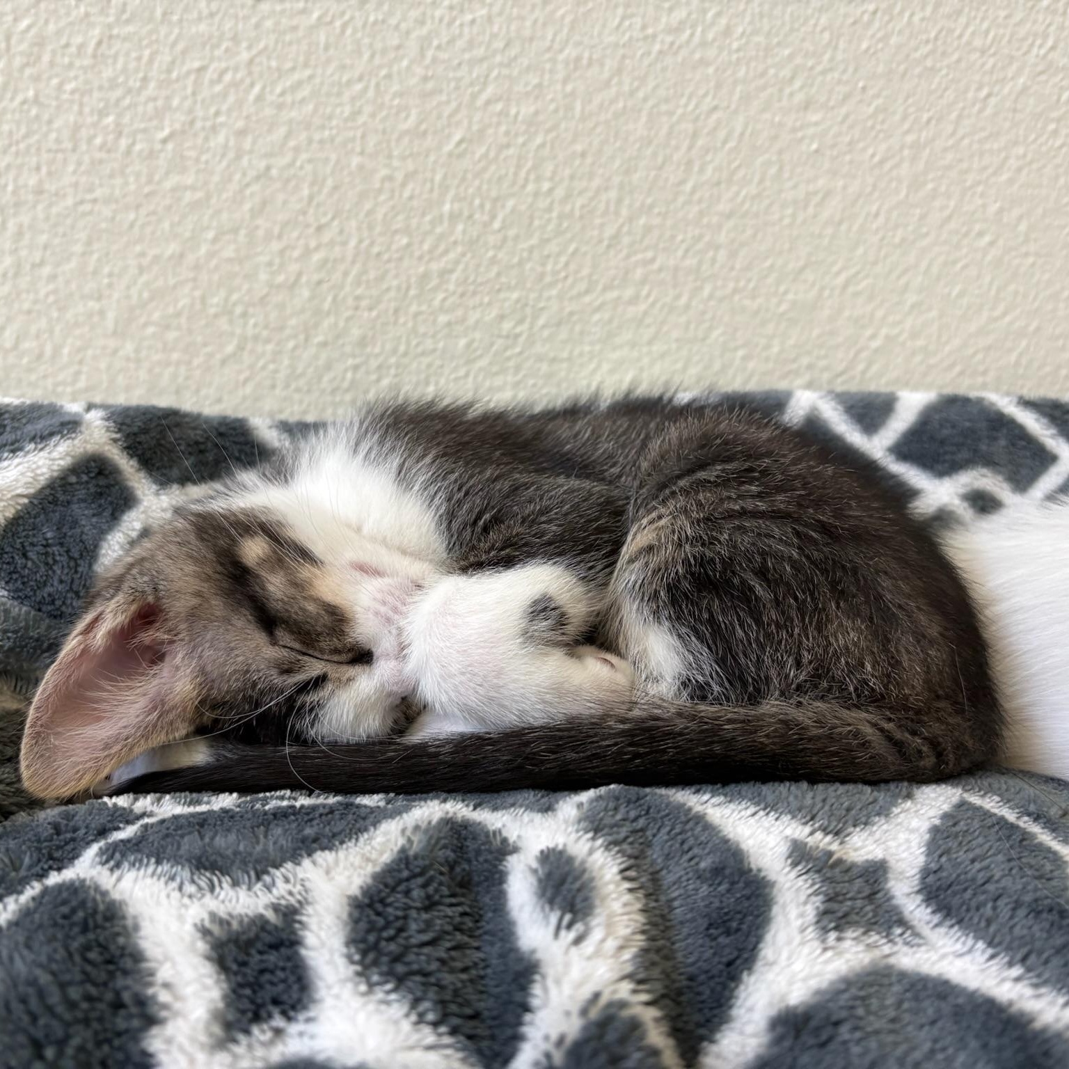 Enlarge Fig, a ADOPTABLE Domestic Short Hair in San Francisco, CA image 6/6