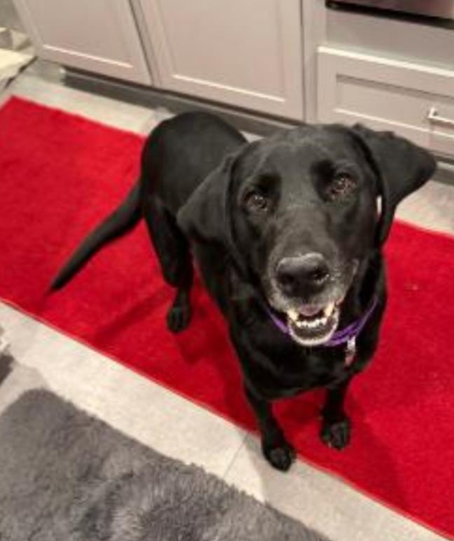 Enlarge CRAIG PATRICK , a Adoptable mixed breed in Carroll, OH image 3/3