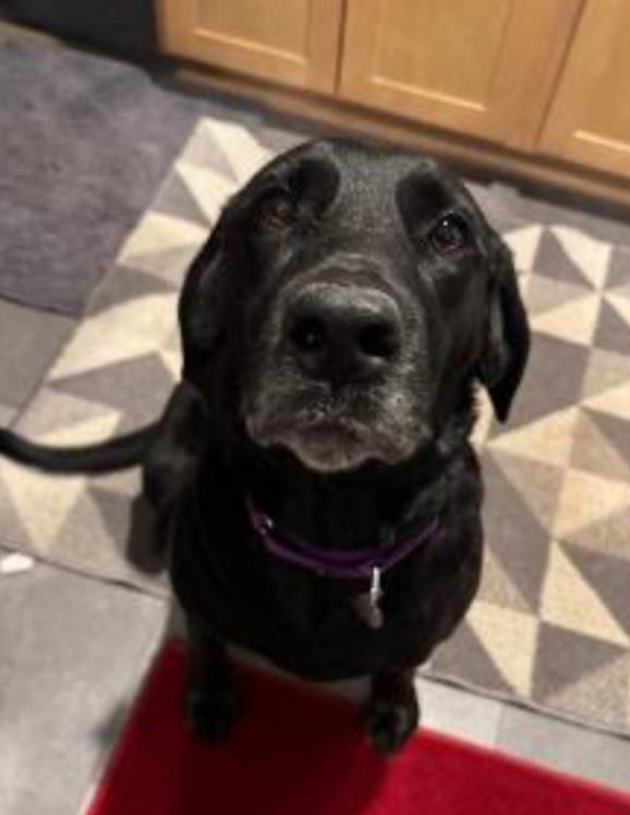 CRAIG PATRICK , Adoptable, Adult Male Black Labrador Retriever.