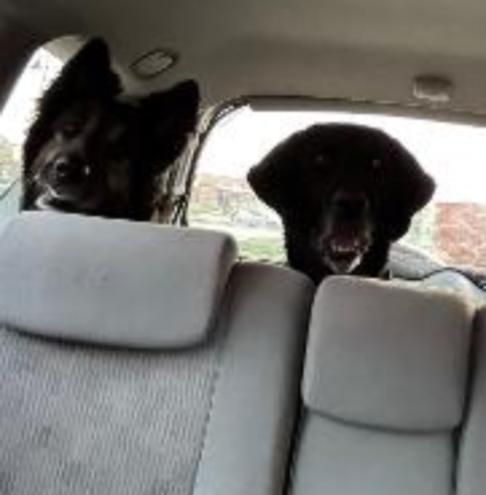 Enlarge CRAIG PATRICK , a Adoptable mixed breed in Carroll, OH image 2/3